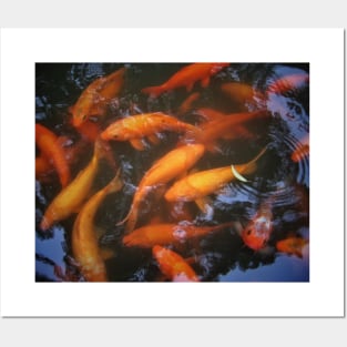 Swirling Koi Posters and Art